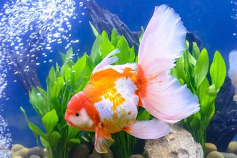 飼料魚是什麼魚|養魚新手入門：12個教學讓你養魚一次上手（新手必讀）